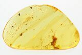 Detailed Fossil Hairy Plant Splint in Baltic Amber #278635-1